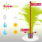 Goldfruchtpalme - Areca Dypsis Lutescens - Höhe ca. 100 cm, Topf-Ø 21 cm