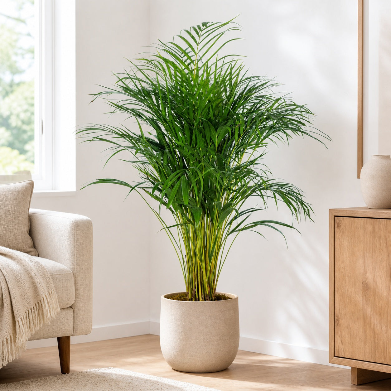 Golden Cane Palm - Areca Dypsis Lutescens - Height approx. 100 cm, pot diameter 21 cm
