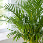 Goldfruchtpalme - Areca Dypsis Lutescens - Höhe ca. 100 cm, Topf-Ø 21 cm