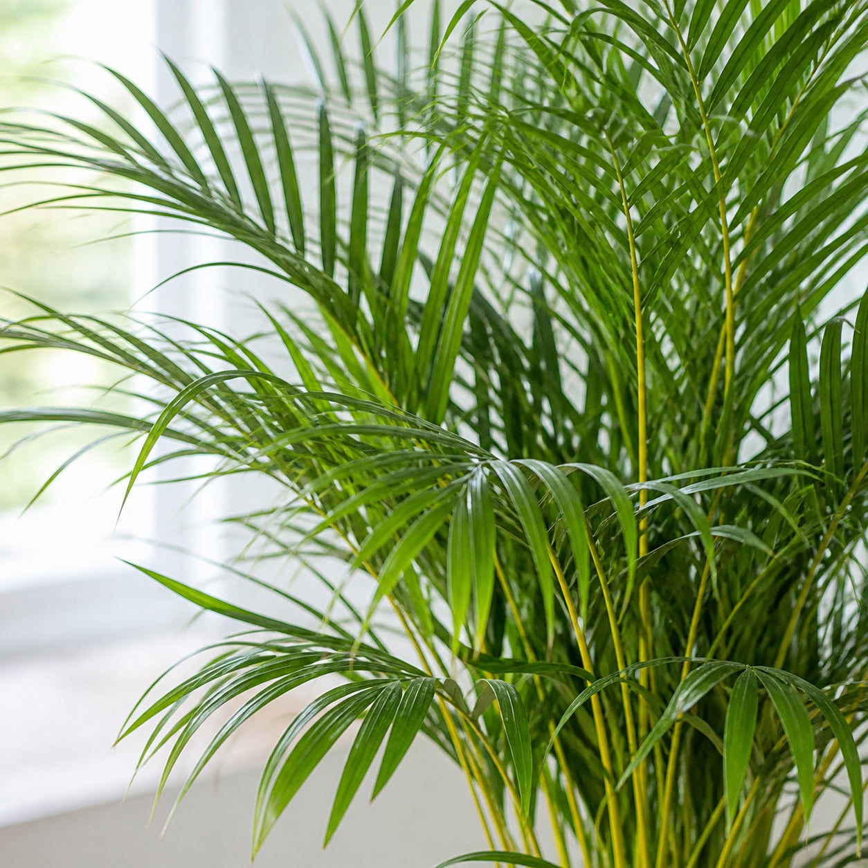 Golden Cane Palm - Areca Dypsis Lutescens - Height approx. 100 cm, pot diameter 21 cm