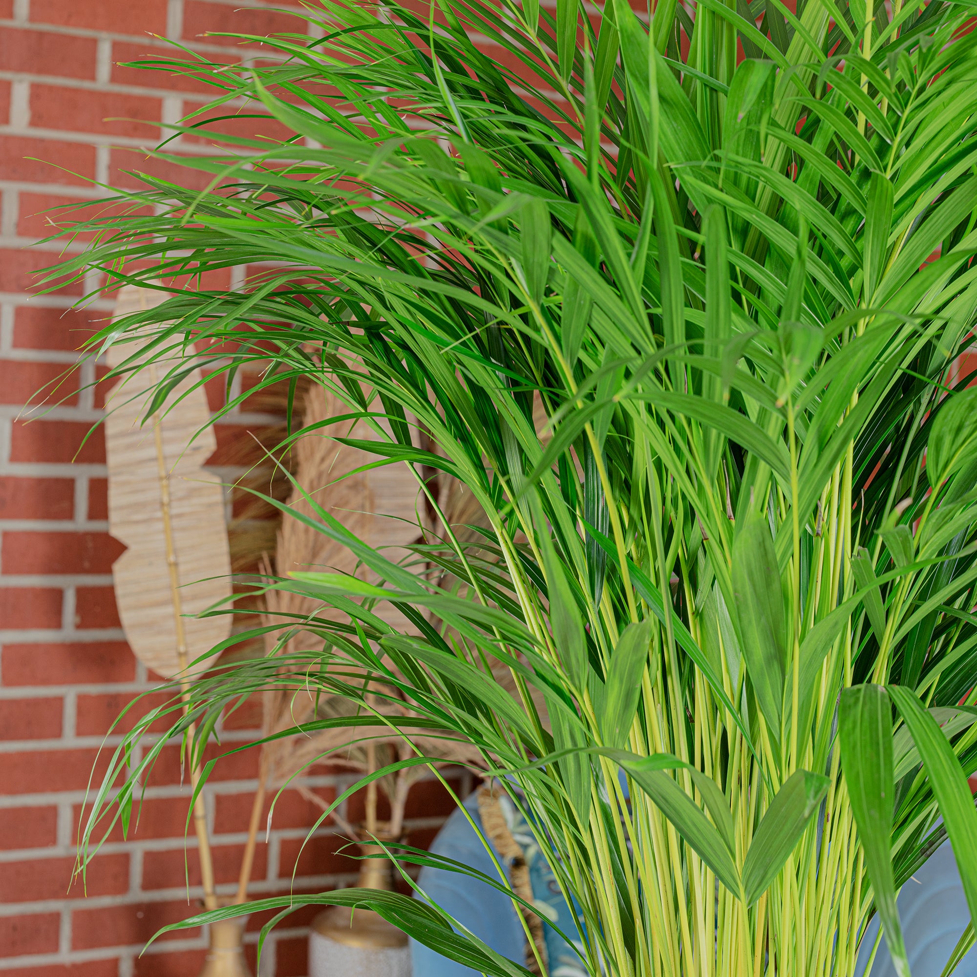 Goldfruchtpalme - Areca Dypsis Lutescens - Höhe ca. 100 cm, Topf-Ø 21 cm