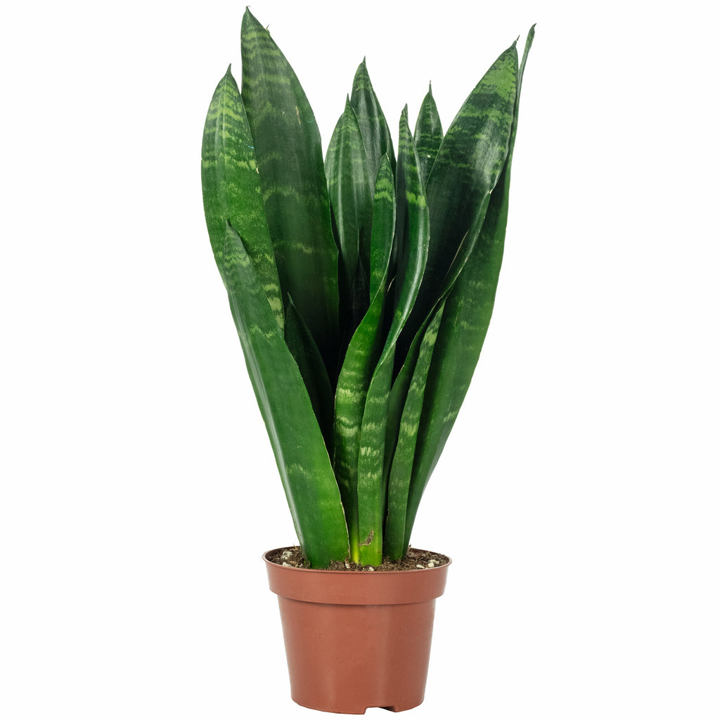 Snake plant - Sansevieria trifasciata Black Coral - Height approx. 35 cm, pot diameter 12 cm
