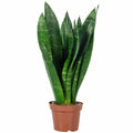 Snake plant - Sansevieria trifasciata Black Coral - Height approx. 35 cm, pot diameter 12 cm