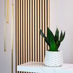 Snake plant - Sansevieria trifasciata Black Coral - Height approx. 35 cm, pot diameter 12 cm