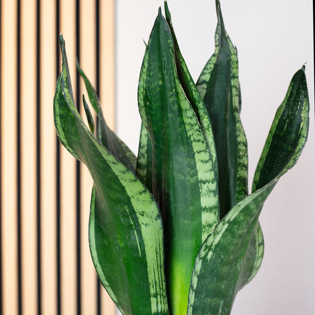 Snake plant - Sansevieria trifasciata Black Coral - Height approx. 35 cm, pot diameter 12 cm