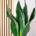 Snake plant - Sansevieria trifasciata Black Coral - Height approx. 35 cm, pot diameter 12 cm