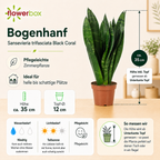 Snake plant - Sansevieria trifasciata Black Coral - Height approx. 35 cm, pot diameter 12 cm