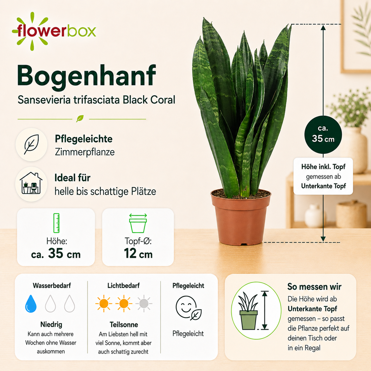 Bogenhanf - Sansevieria trifasciata Black Coral - Höhe ca. 35 cm, Topf-Ø 12 cm