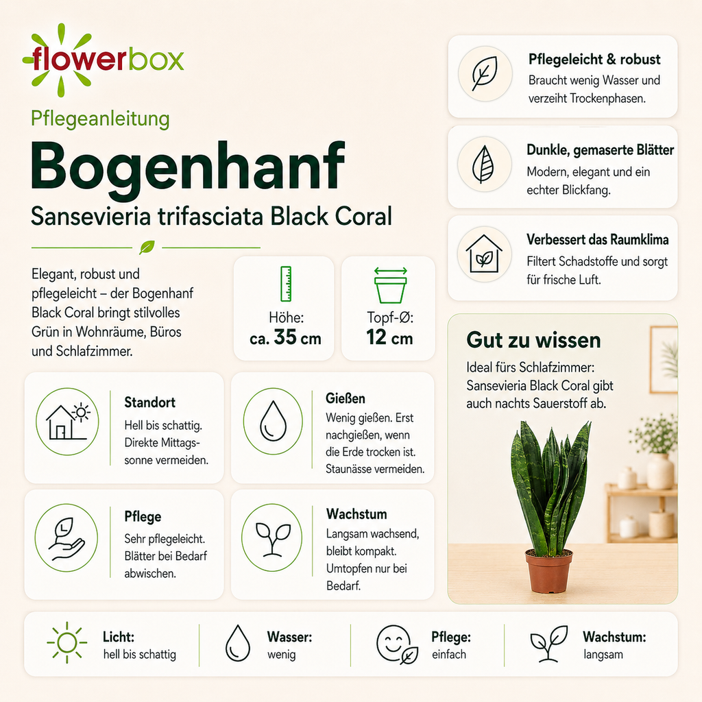 Snake plant - Sansevieria trifasciata Black Coral - Height approx. 35 cm, pot diameter 12 cm