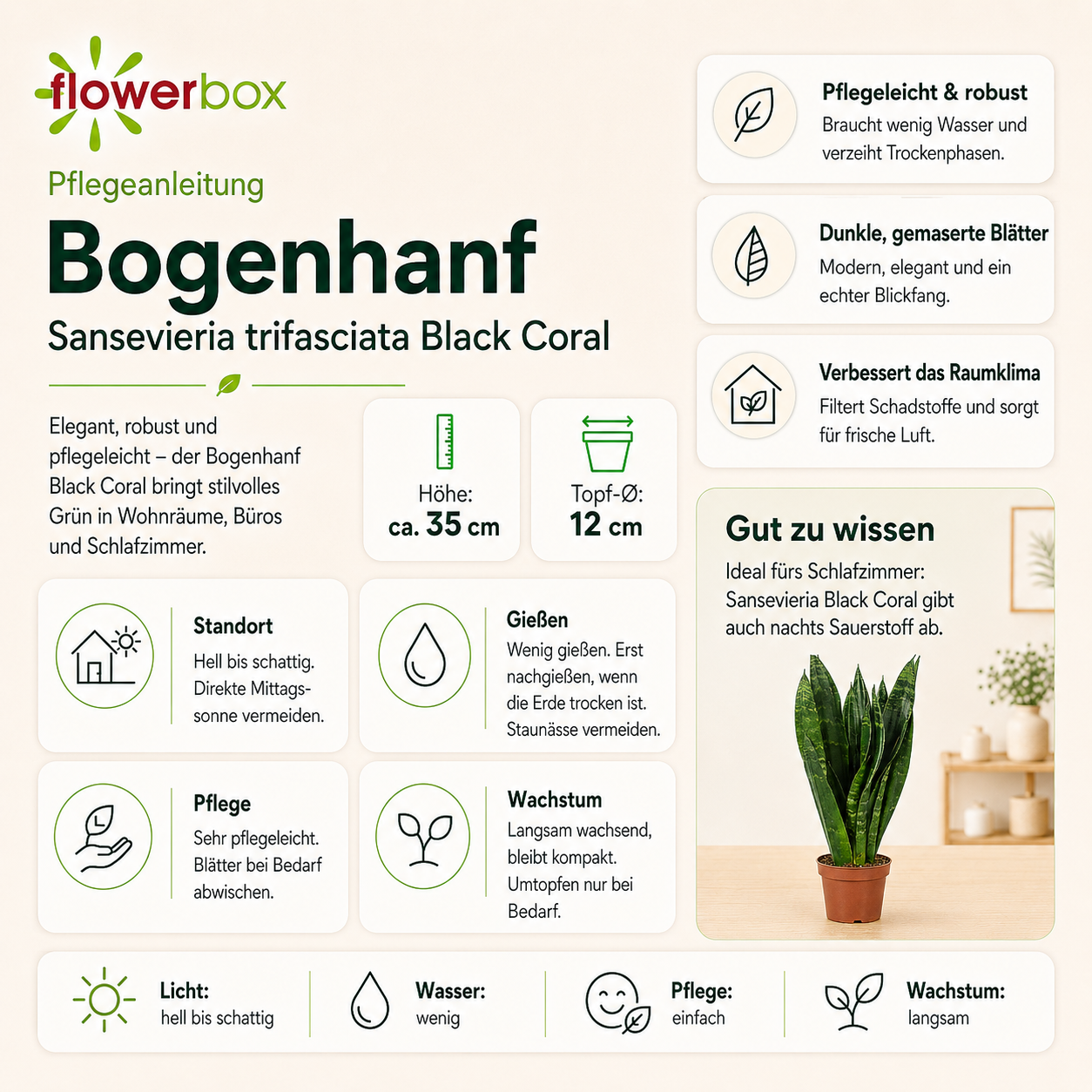 Bogenhanf - Sansevieria trifasciata Black Coral - Höhe ca. 35 cm, Topf-Ø 12 cm