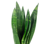 Snake plant - Sansevieria trifasciata Black Coral - Height approx. 35 cm, pot diameter 12 cm