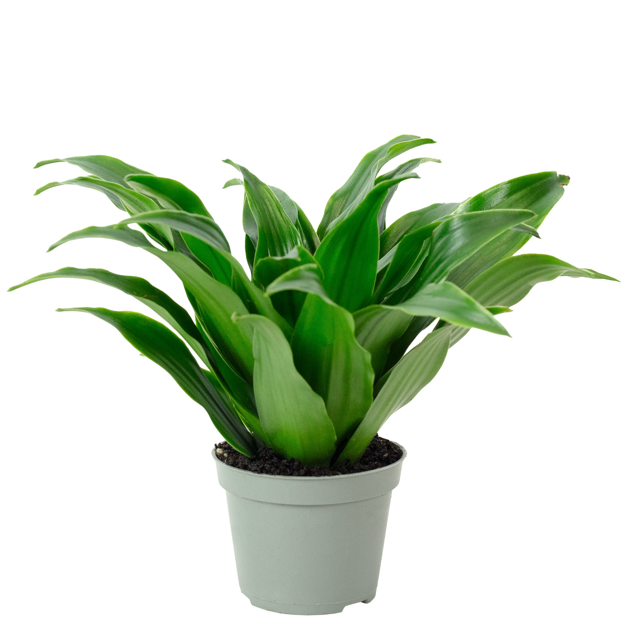 Dragon Tree Janet Craig - Dracaena Deremensis Janet Craig - Height approx. 15 cm, pot diameter 6 cm
