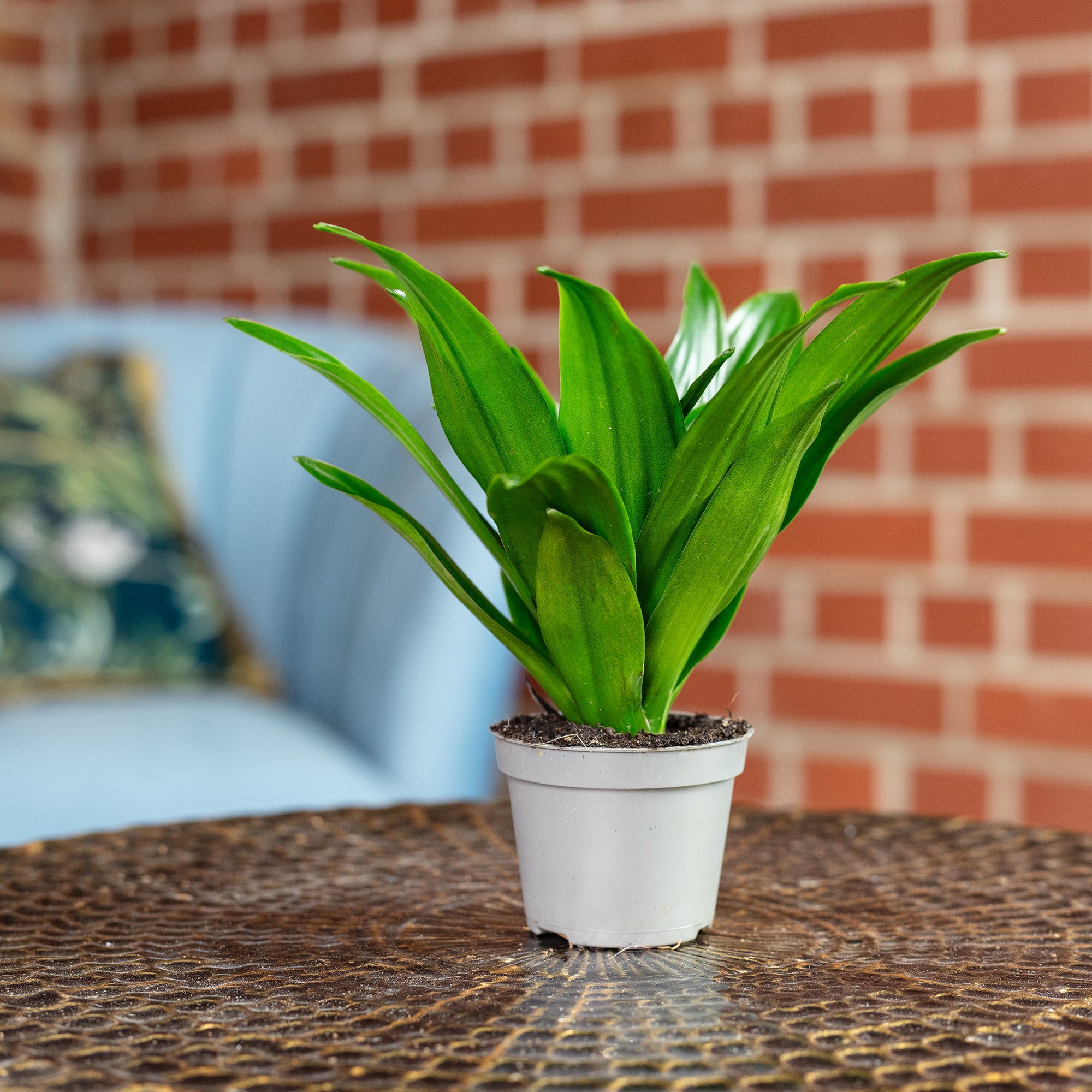 Dragon Tree Janet Craig - Dracaena Deremensis Janet Craig - Height approx. 15 cm, pot diameter 6 cm