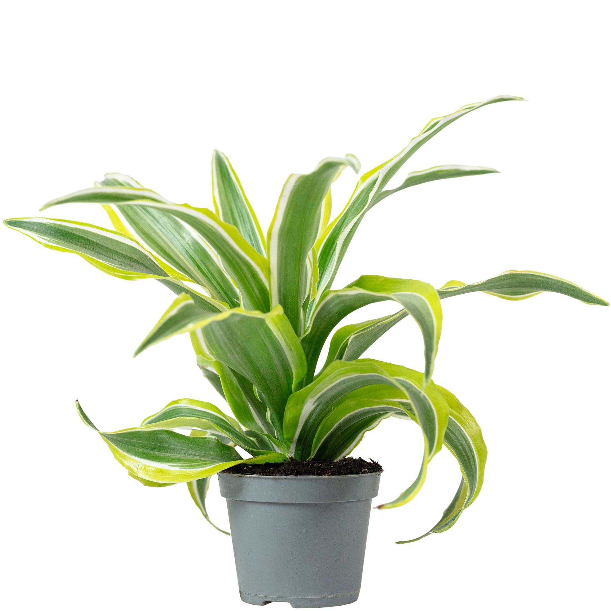 Dragon Tree 'Lemon Surprise' - Dracaena Deremensis Fragrans 'Lemon Surprise' - 10 cm