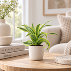 Dracaena Deremensis Fragrans 'Lemon Surprise' - Hauteur env. 10 cm, diamètre du pot 6 cm
