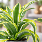 Dracaena Deremensis Fragrans 'Lemon Surprise' - Hauteur env. 10 cm, diamètre du pot 6 cm