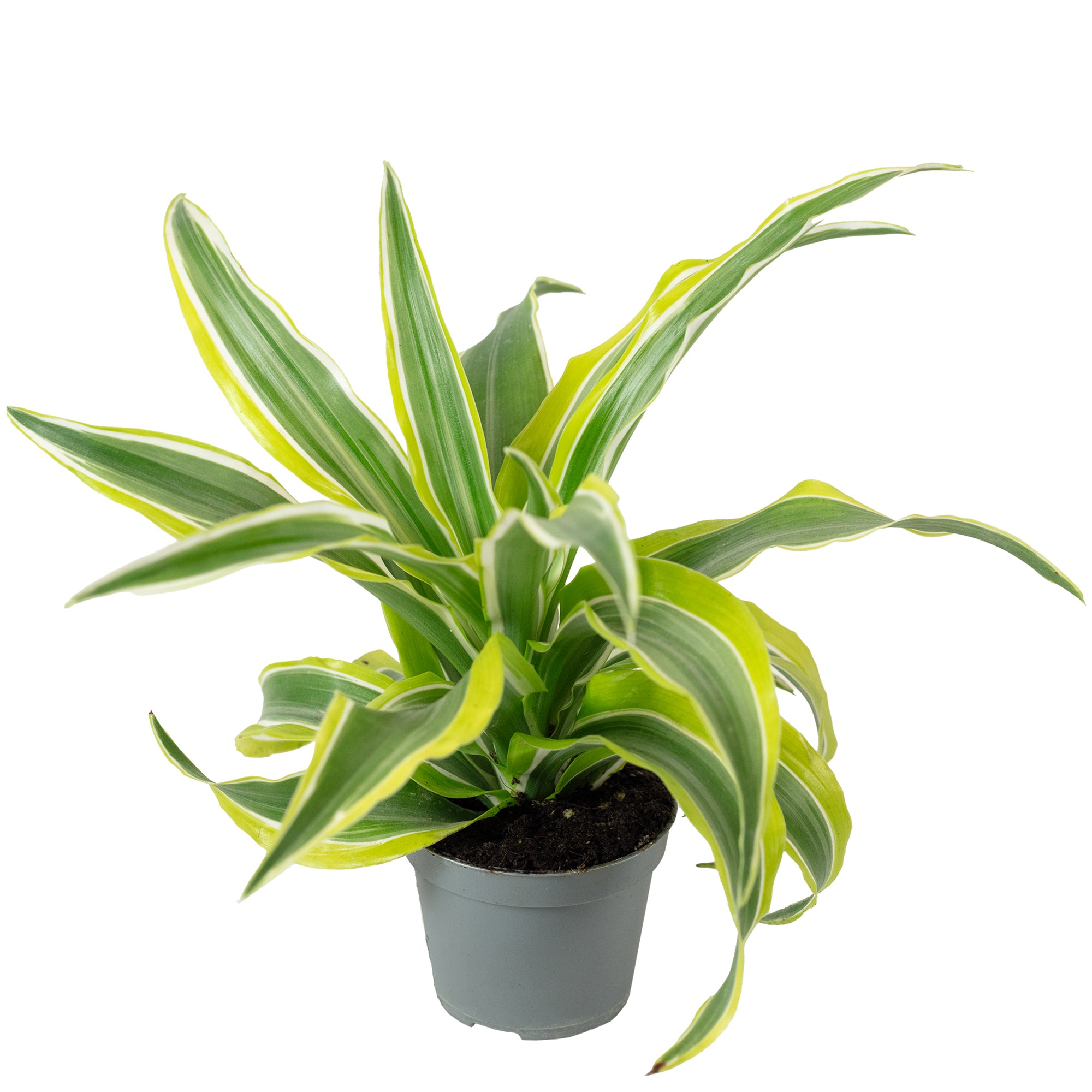 Dragon Tree 'Lemon Surprise' - Dracaena Deremensis Fragrans 'Lemon Surprise' - 10 cm