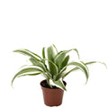 Dragon Tree White Jewel - Dracaena Deremensis White Jewel - Height approx. 15 cm, pot diameter 6 cm