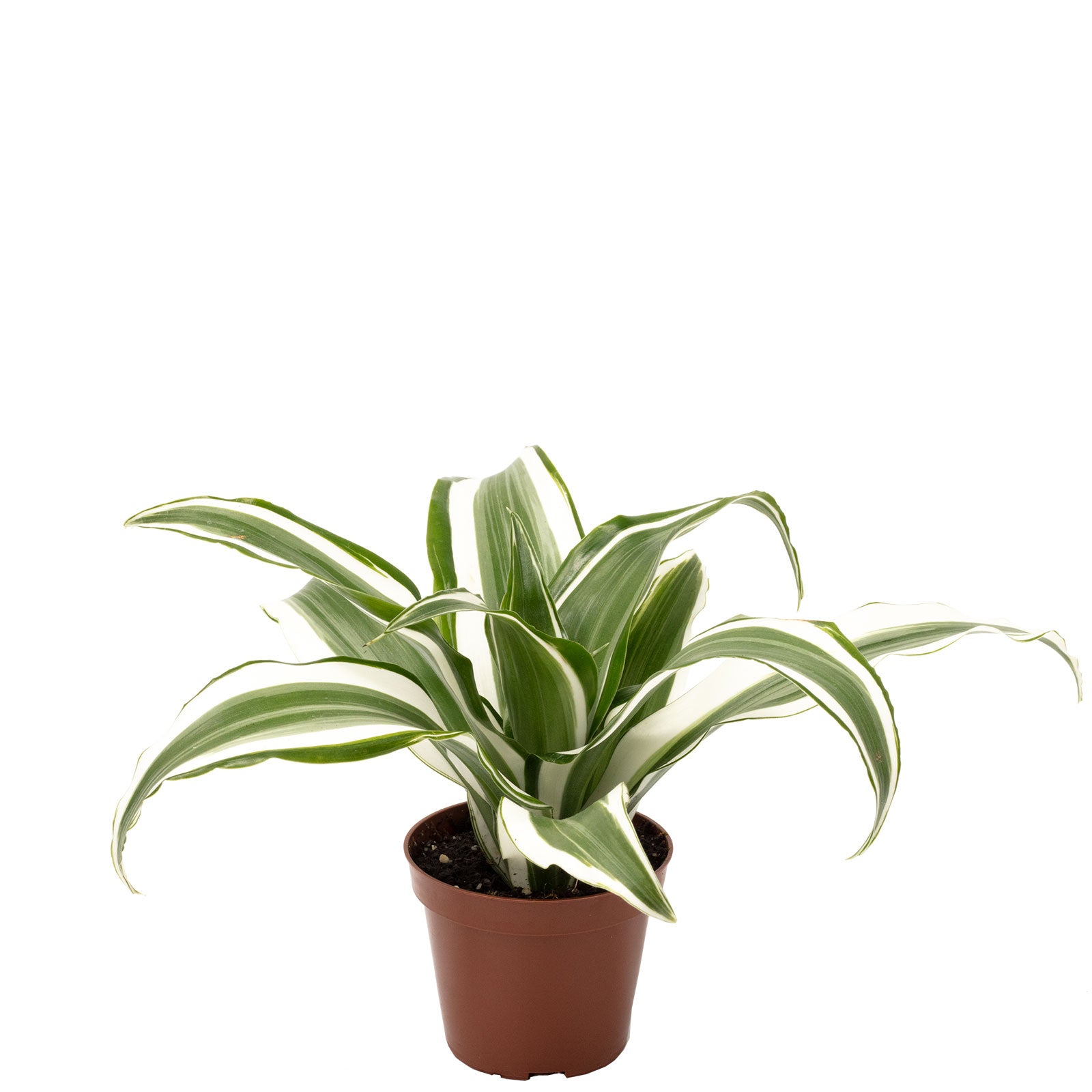 Drachenbaum White Jewel - Dracaena Deremensis White Jewel - Höhe ca. 15 cm, Topf-Ø 6 cm