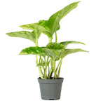 Pothos - Epipremnum Pinnatum 'Marble Queen' - 15 cm