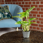 Pothos - Epipremnum Pinnatum 'Marble Queen' - 15 cm