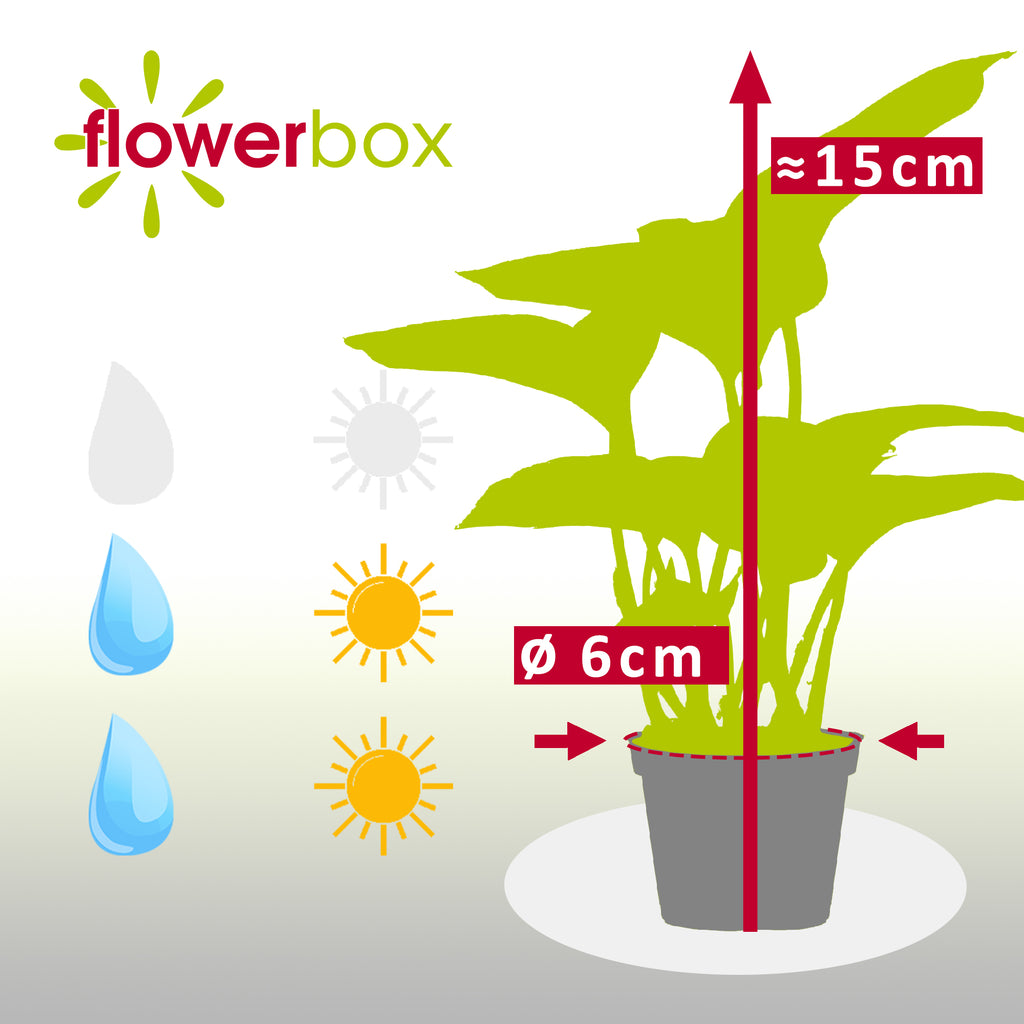 Efeutute - Epipremnum Pinnatum 'Marble Queen' - Höhe ca. 15 cm, Topf-Ø 6 cm