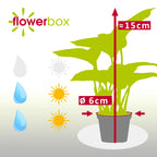 Efeutute - Epipremnum Pinnatum 'Marble Queen' - Höhe ca. 15 cm, Topf-Ø 6 cm