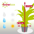 Einblatt weiß - Spathiphyllum Yess - Höhe ca. 15 cm, Topf-Ø 6 cm