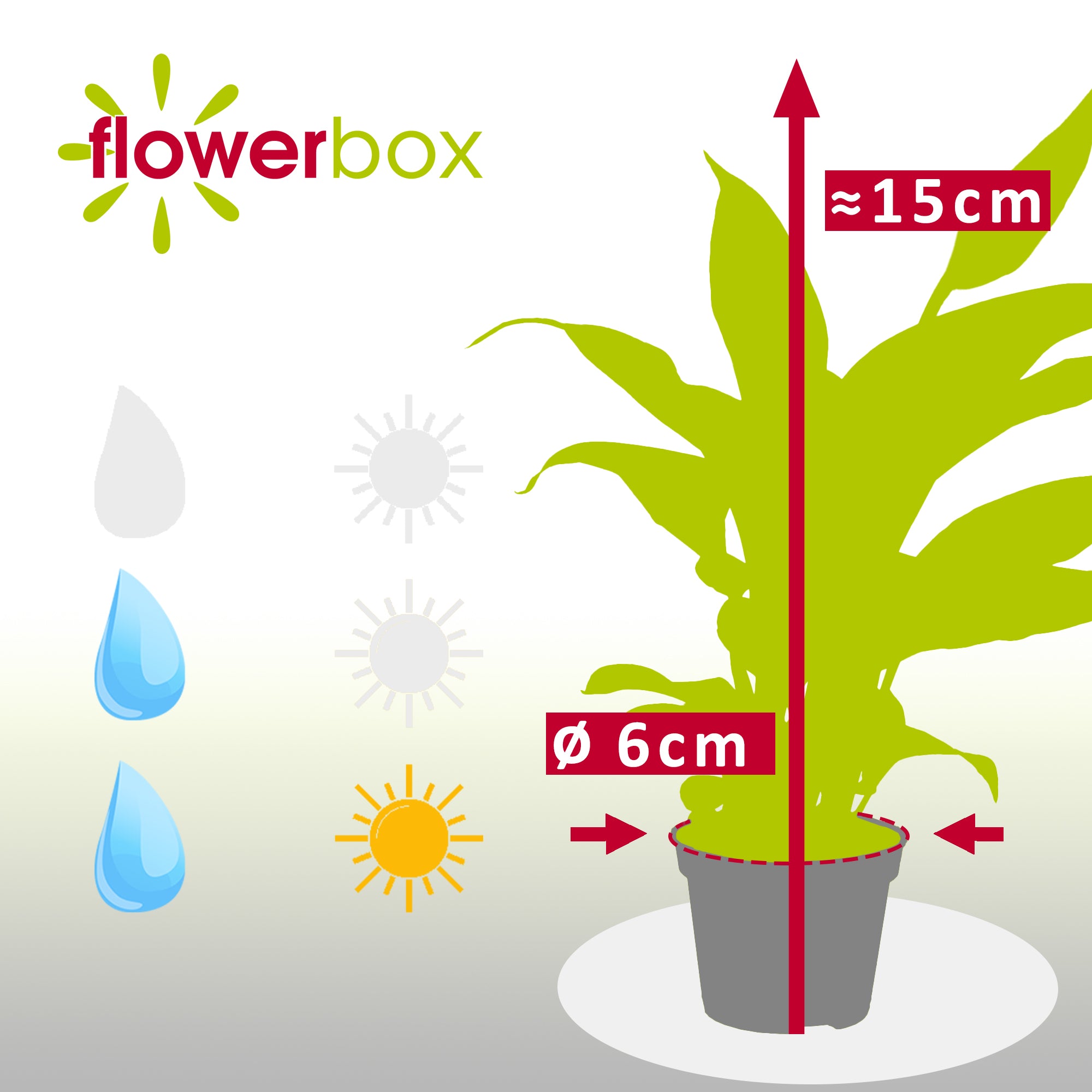Einblatt weiß - Spathiphyllum Yess - Höhe ca. 15 cm, Topf-Ø 6 cm