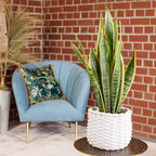 Bogenhanf - Sansevieria trifasciata Laurentii - Höhe ca. 65 cm, Topf-Ø 17 cm