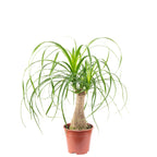 Elefantenfuß 1-Stamm - Beaucarnea - Höhe ca. 40 cm, Topf-Ø 14 cm