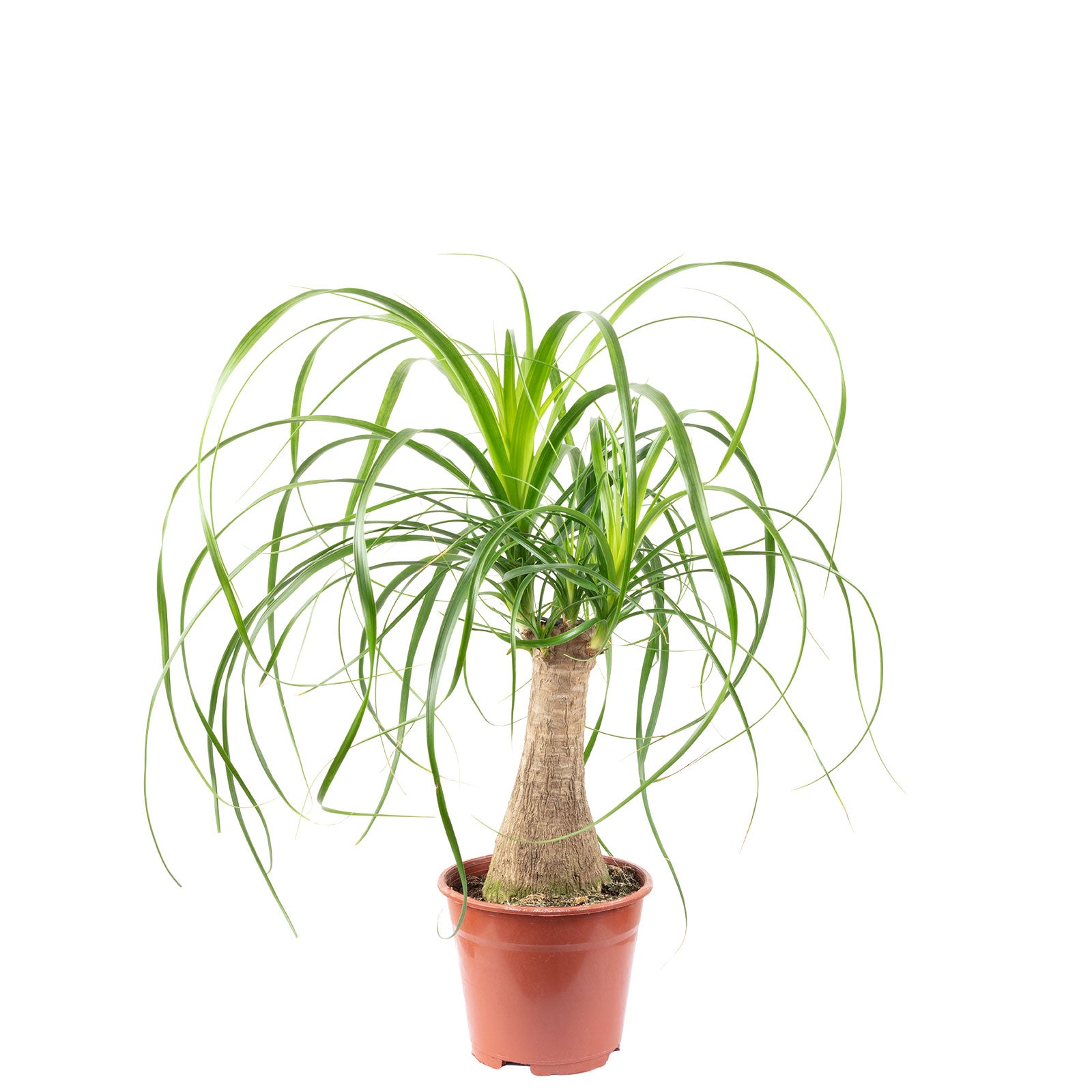 Elefantenfuß 1-Stamm - Beaucarnea - Höhe ca. 40 cm, Topf-Ø 14 cm