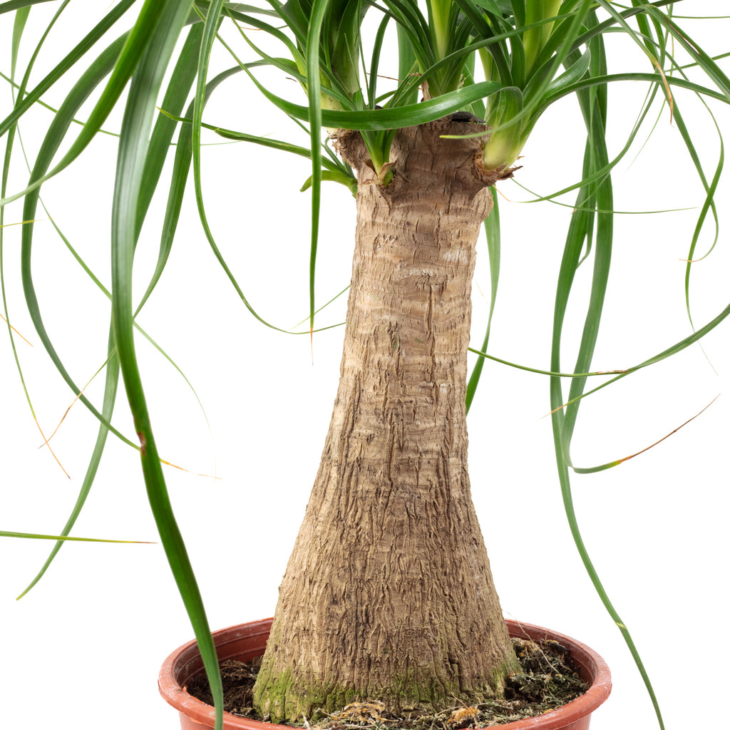 Elefantenfuß 1-Stamm - Beaucarnea - Höhe ca. 40 cm, Topf-Ø 14 cm