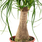 Elefantenfuß 1-Stamm - Beaucarnea - Höhe ca. 40 cm, Topf-Ø 14 cm