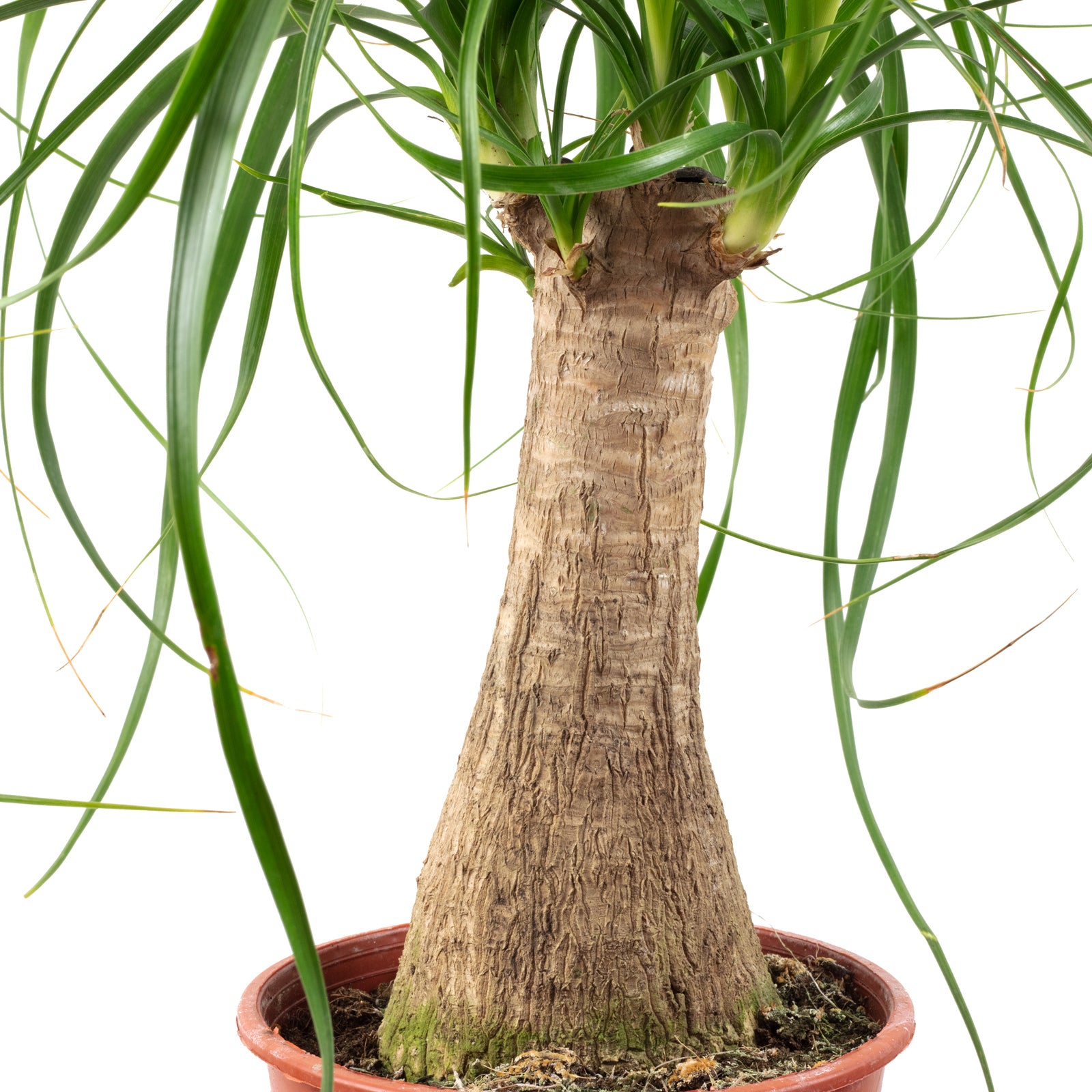 Elefantenfuß 1-Stamm - Beaucarnea - Höhe ca. 40 cm, Topf-Ø 14 cm