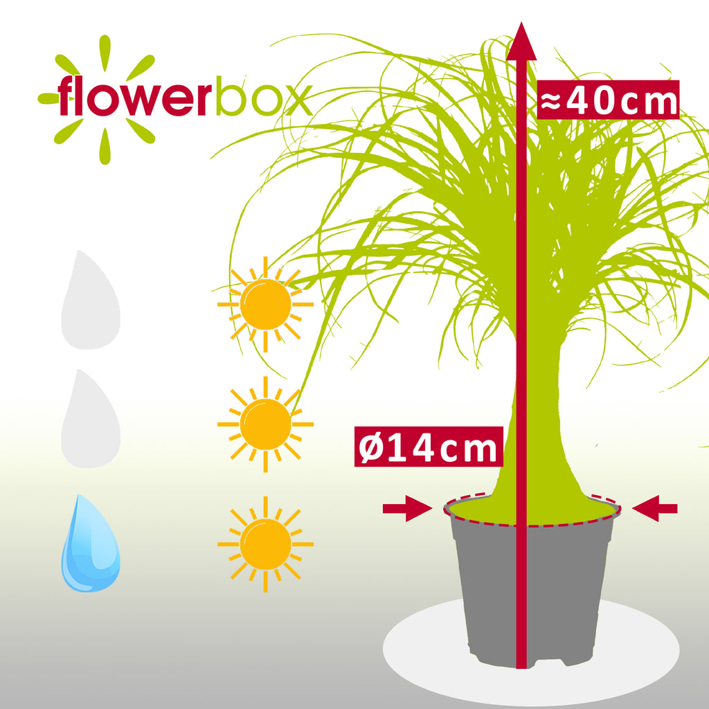 Elefantenfuß 1-Stamm - Beaucarnea - Höhe ca. 40 cm, Topf-Ø 14 cm