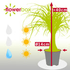 Elefantenfuß 1-Stamm - Beaucarnea - Höhe ca. 40 cm, Topf-Ø 14 cm