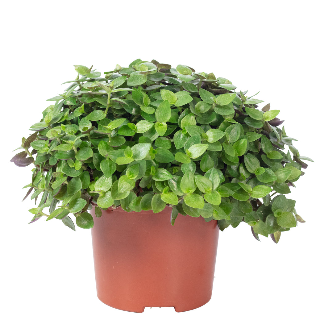 Callisia Turtle 'Smit Eden Elegance' - Plante coussin rampante - Hauteur env. 15 cm, diamètre du pot 10,5 cm