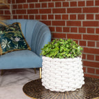 Callisia Turtle 'Smit Eden Elegance' - Plante coussin rampante - Hauteur env. 15 cm, diamètre du pot 10,5 cm