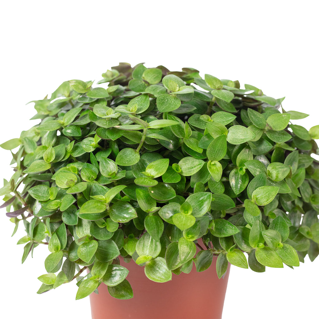 Callisia Turtle 'Smit Eden Elegance' - Plante coussin rampante - Hauteur env. 15 cm, diamètre du pot 10,5 cm