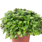 Callisia Turtle 'Smit Eden Elegance' - Plante coussin rampante - Hauteur env. 15 cm, diamètre du pot 10,5 cm