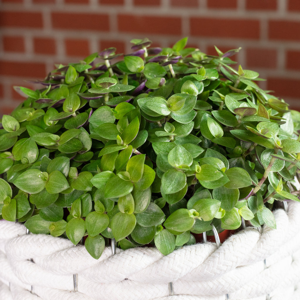 Callisia Turtle 'Smit Eden Elegance' - Plante coussin rampante - Hauteur env. 15 cm, diamètre du pot 10,5 cm
