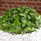 Callisia Turtle 'Smit Eden Elegance' - Plante coussin rampante - Hauteur env. 15 cm, diamètre du pot 10,5 cm