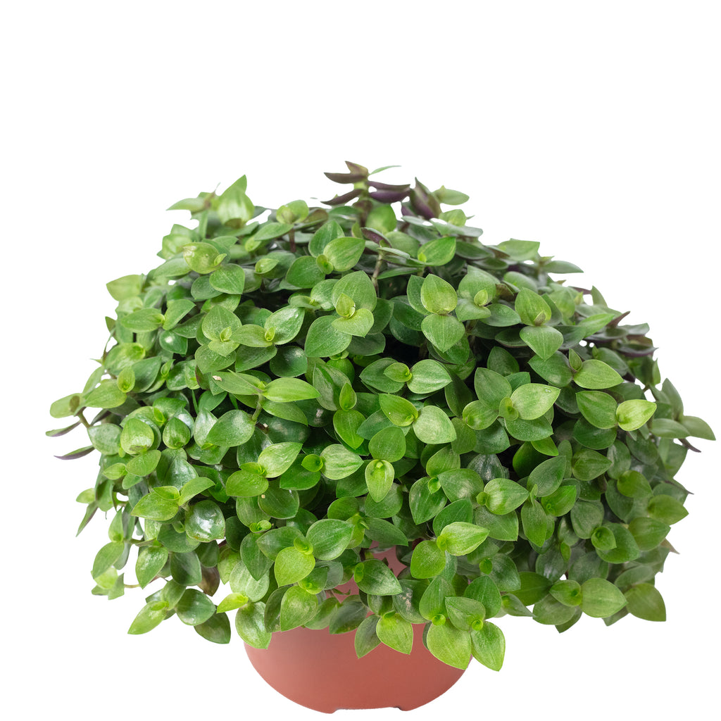 Callisia Turtle 'Smit Eden Elegance' - Plante coussin rampante - Hauteur env. 15 cm, diamètre du pot 10,5 cm
