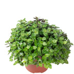Callisia Turtle 'Smit Eden Elegance' - Plante coussin rampante - Hauteur env. 15 cm, diamètre du pot 10,5 cm