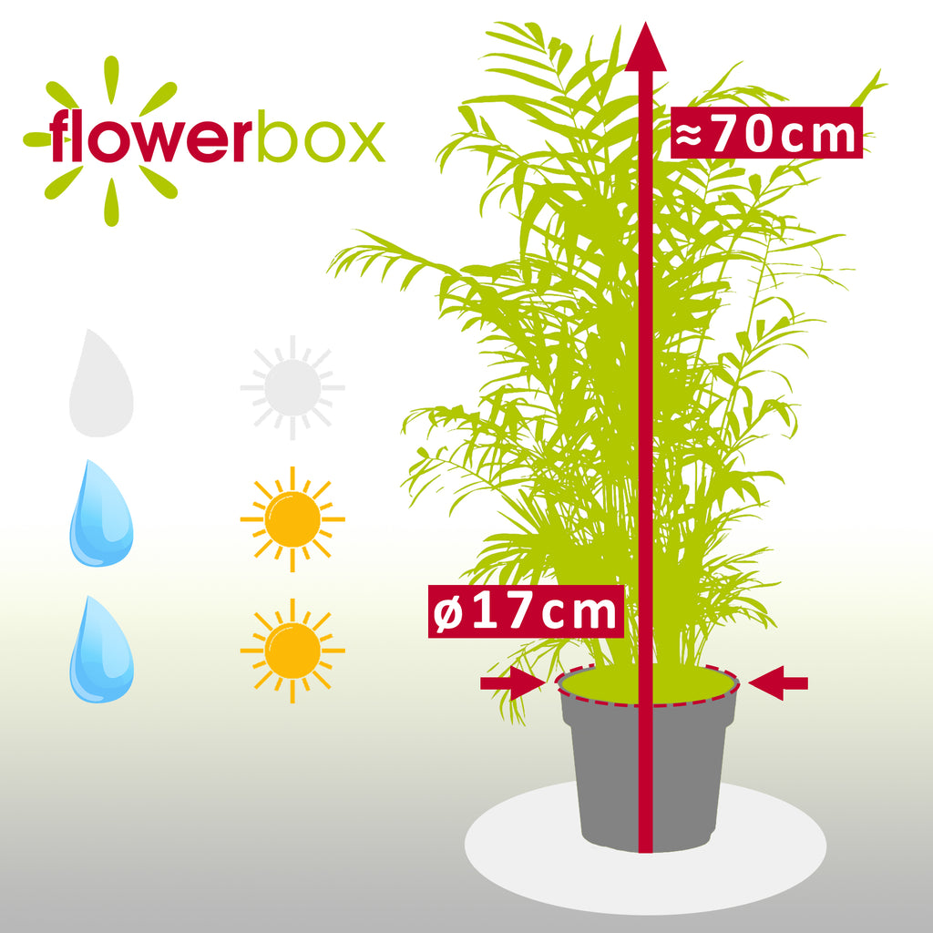 Bergpalme - Chamaedorea elegans - Höhe ca. 70 cm, Topf-Ø 17 cm