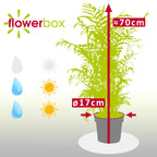 Bergpalme - Chamaedorea elegans - Höhe ca. 70 cm, Topf-Ø 17 cm