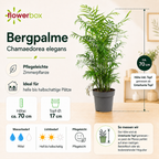 Bergpalme - Chamaedorea elegans - Höhe ca. 70 cm, Topf-Ø 17 cm