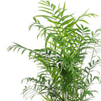 Bergpalme - Chamaedorea elegans - Höhe ca. 70 cm, Topf-Ø 17 cm