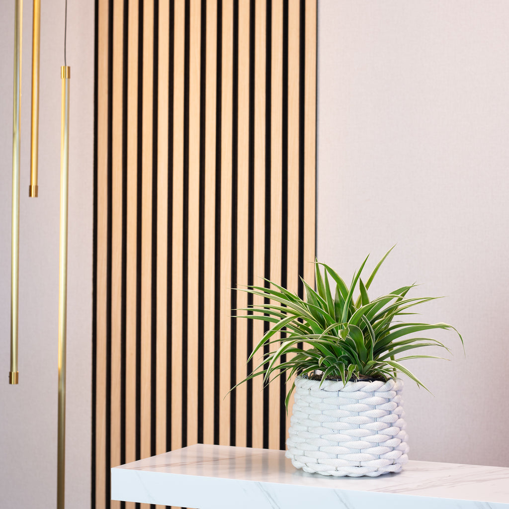 Grünlilie "Ocean" - Chlorophytum Comosum - Höhe ca. 20 cm, Topf-Ø 12 cm